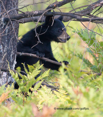 Black bear cub