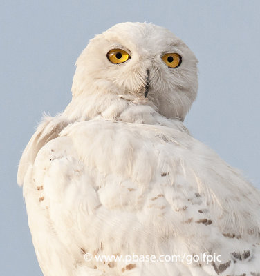 Snowy Owl and it is still summer