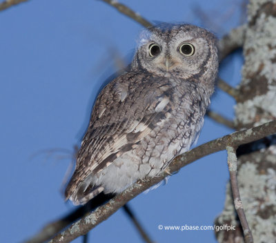 Eastern Screech Owl