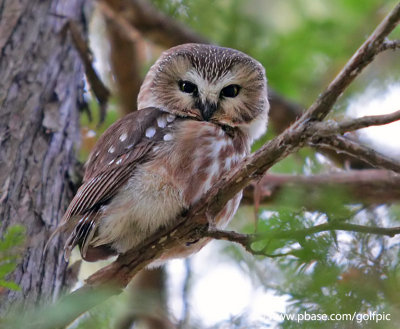 Northern Saw-Whet Owl.