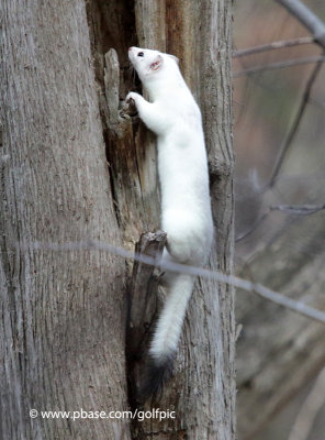 Ermine (short-tailed weasel) on the hunt
