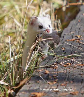 Short-tailed weasel with vole