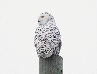 Snowy Owl (one of two seen at dusk)