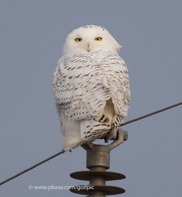 Snowy Owl (one of three seen today)