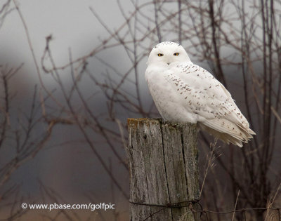 A male Snowy Owl (one of three owls today)