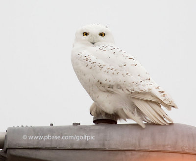 Found a second adult male Snowy Owl