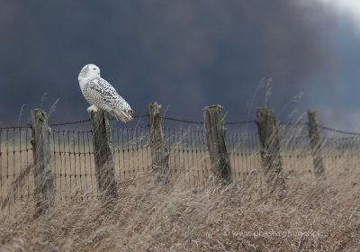 Juvenile snowy owl on fence post