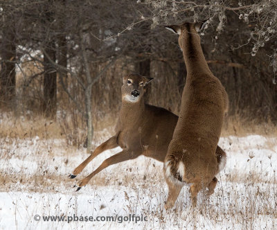 Oh deer, a dispute.