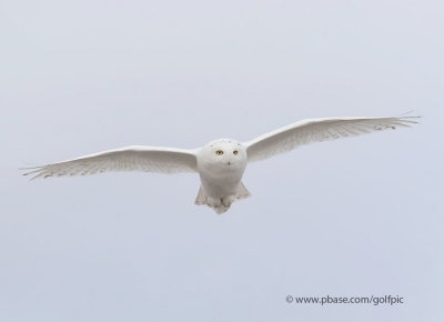 Snowy owl in flight