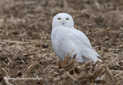 Snowy Owl (adult male)