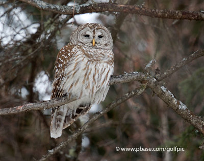 Barred owl