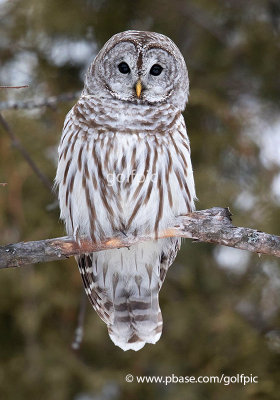 Barred Owl number 3