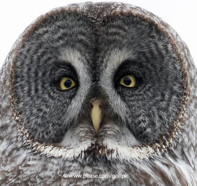 Great Gray Owl