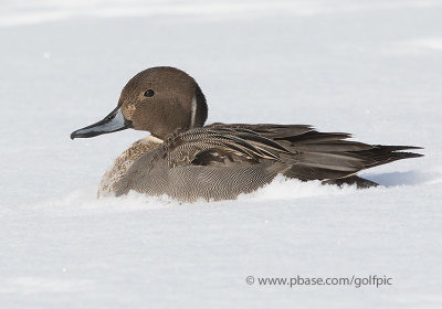 Northern Pintail (male)