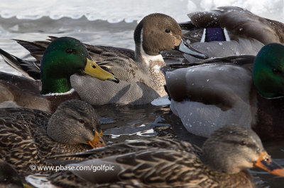 Northern Pintail (male)