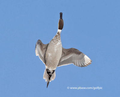 Northern Pintail (male)