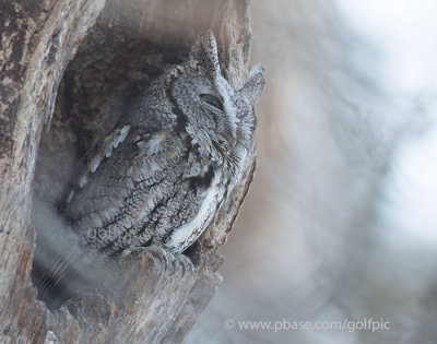 Moody morning owl
