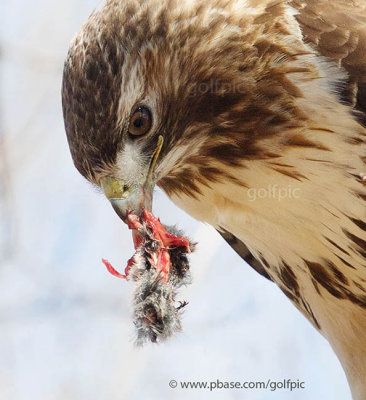 A meal of vole