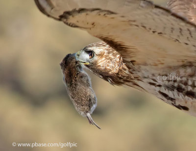 Red-tail Hawk with vole