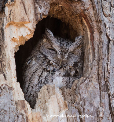 Eastern Screech Owl