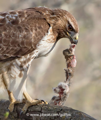 Red-tail hawk deconstructing a red squirrel