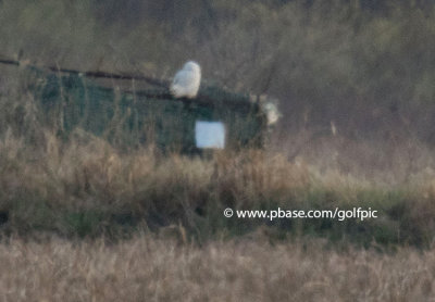 Snowy owl in May