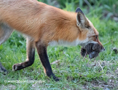Fox with 5 voles (count the tails)