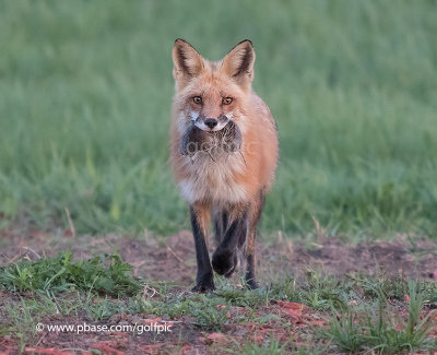 Fox with mouthful of voles (second family I am following)