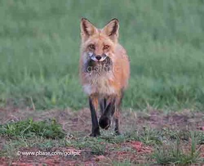 fox201531dpr.jpg