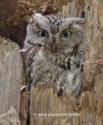 Eastern Screech Owl