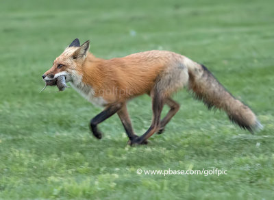 Red fox with voles