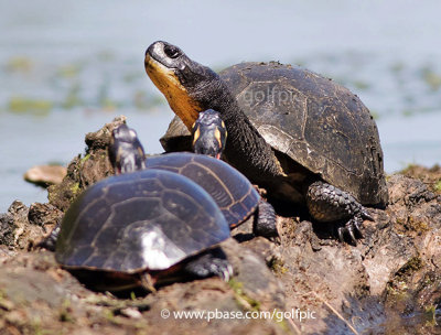 Blanding's Turtle