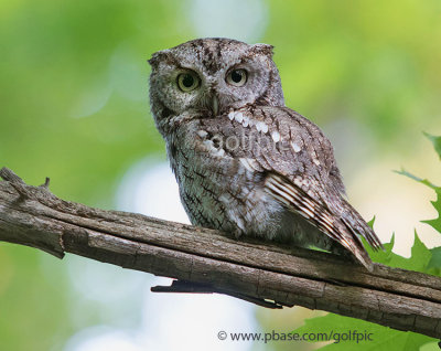 Eastern Screech Owl