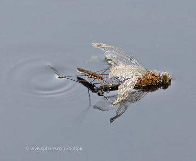 Dragonfly and a water strider bug.