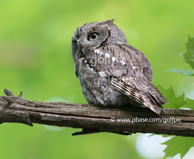 Eastern Screech Owl