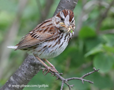 Song sparrow and bill full of gadflies
