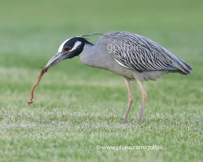 Yellow-crowned Night Heron