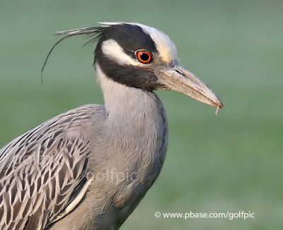 Yellow-crowned Night Heron