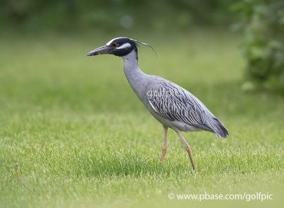 Yellow-crowned Night Heron