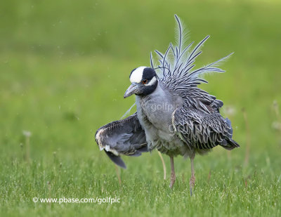 Yellow-crowned Night Heron (I'm all shook up)