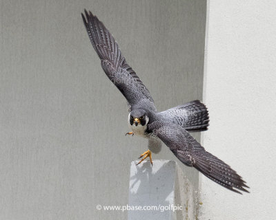 Peregrine Falcon