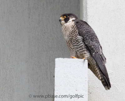 Peregrine Falcon (female)