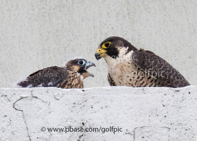 Peregrine Falcon and young