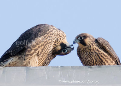 Peregrine falcon fledglings