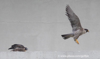 Peregrine Falcon and young