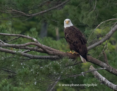 Bald eagle