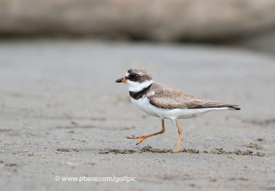 Semipalmated Plover