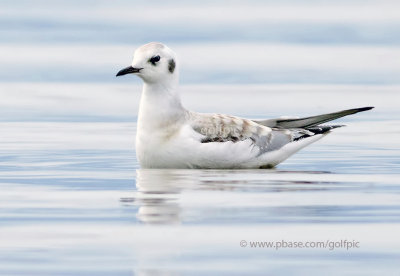 Bonapartes Gull (juvenile)