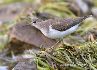 Spotted Sandpiper (non-breeding)