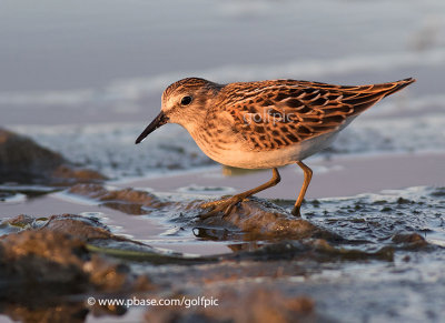 Least Sandpiper (juvenile)